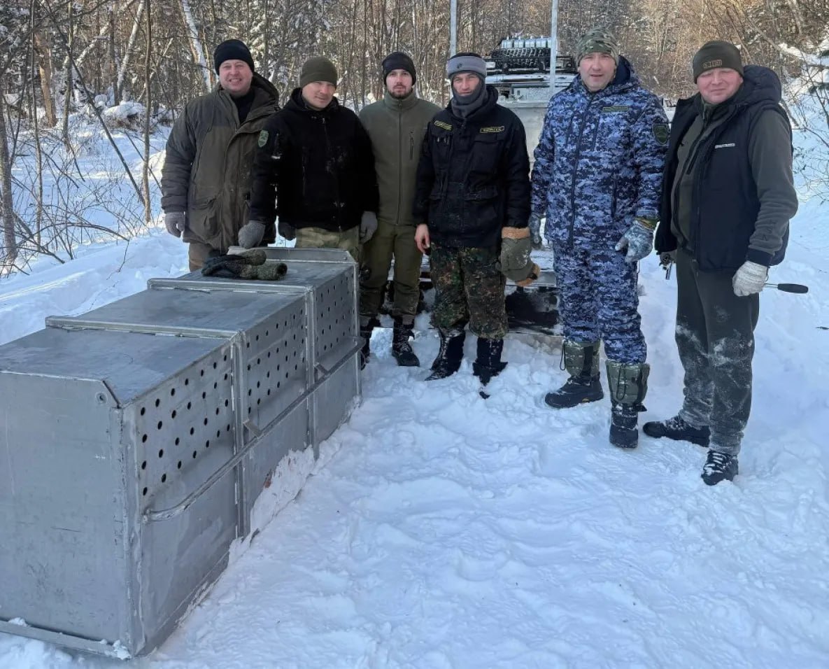 В Хабаровском крае в новогодние праздники отловили тигра и медведя В Хабаровском крае за время новогодних каникул жители 29 раз сообщали о появлении хищников в населённых пунктах Тигр и медведь после обращений граждан были отловлены экспертами Животные появлялись у населенных пунктов в Нанайском Комсомольском имени Лазо Вяземском и Бикинском районах Очевидцы сообщали о них в Единую дежурную диспетчерскую службу С начала года в систему ЕДДС поступали сигналы о появлении диких животных вблизи окрестностях населённых пунктах Специалисты оперативно выезжали на места и проводили необходимые мероприятия Сотрудники управления охотничьего хозяйства совместно со службой по охране животного мира оперативно реагировали на каждый вызов По разрешению Росприроднадзора специалисты отловили одного амурского тигра по распоряжению краевого управления охотничьего хозяйства медведя todaykhv