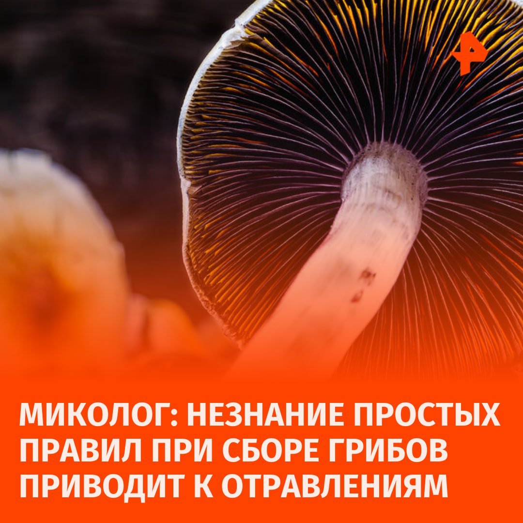 "Не хватай то, что не знаешь": ежегодно в стране регистрируется около десяти тысяч случаев отравлений грибами, две тысячи из них заканчиваются летальным исходом, заявили в Союзе грибников России.   Мутация не имеет никакого отношения к отравлениям. Причина печальной статистики — неразвитая культура сбора грибов, считает ведущий специалист кафедры микологии и альгологии МГУ  Максим Дьяков. По его словам, людям просто необходимо знать ряд правил при выборе грибов, чтобы избежать отравления. Так миколог рекомендует не брать грибы немолодые и в плохом состоянии.  Дьяков добавил, что многие не могут отличить съедобный гриб от несъедобного и надеются "на авось", что и приводит к интоксикациям. Эксперт отметил, что в России не хватает профессиональных микологов для изучения грибов.       Отправить новость