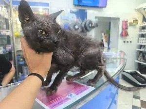 Курьер оставила больного кота на улице в Екатеринбурге.  Его хозяйка заказала доставку питомца в ветклинику на улице Металлургов, но курьер перепутала адреса, рассказал пользователь форума U-mama. Когда в клинике на бульваре Культуры отказались принять неожиданного пациента, женщина оставила переноску с животным на улице, открыв дверцу.  Кота спасли прохожие, которые занесли его обратно. Позже выяснилось, что эта же курьер должна была доставить еду сотрудникам ветлечебницы.    Подписаться   Прислать новость