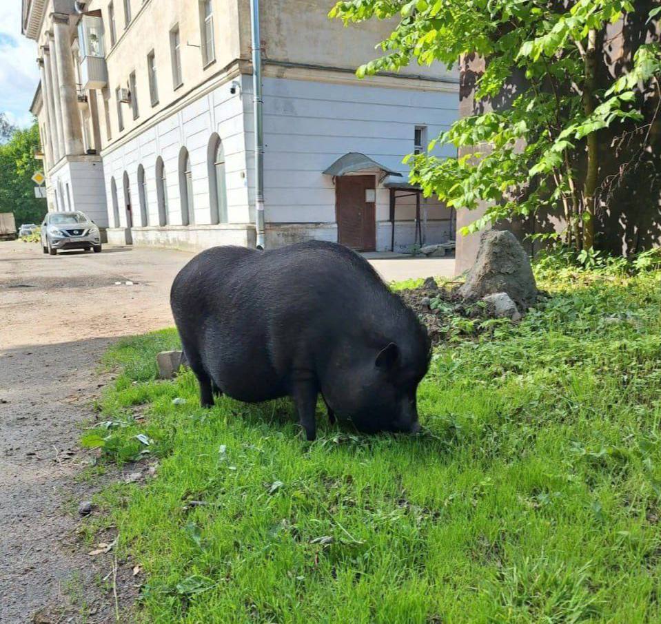 В Выборгском районе заметили большую чёрную свинку на прогулке — выглядела вполне довольной и уверенной в себе. – жми тут / Прислать новость #спб #питер #Петербург