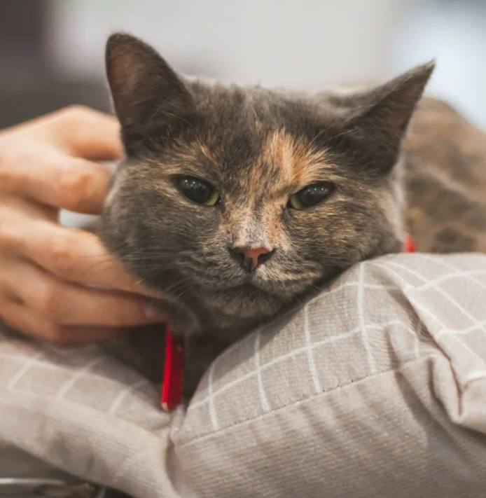 В Казани 16 ноября устроят благотворительную выставку кошек Дорога домой Можно будет пообщаться с пушистиками и может быть встретить будущего хвостатого друга Акция пройдет на Горьковском шоссе 28 с 11 00 до 16 00 Моя Казань