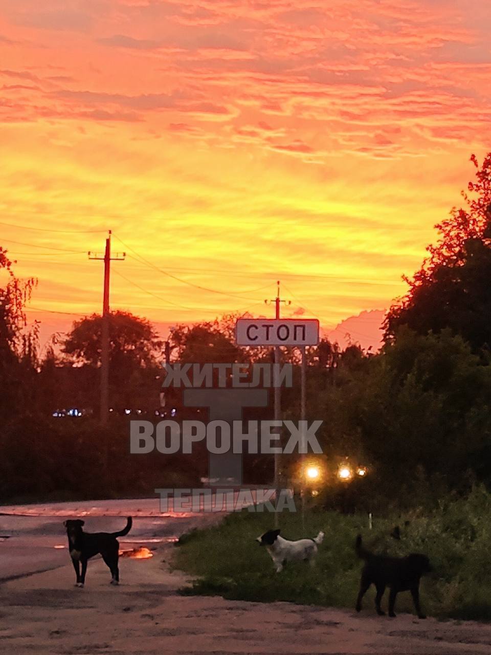 Жители Тепличного рассказали о нападении собаки на девушку.  С из слов, произошло это вчера вечером, девушка шла домой и остановилась, чтобы сфотографировать закат. На ее беду рядом находились бездомные собаки.  Девушка увидела их и начала  медленно отступать, а потом попыталась уйти, но не успела и одна из собак укусила ее.   «Не знаю, чем бы это всё могло закончиться, если бы не водитель, проезжающий мимо, который резко направил свой автомобиль на обочину и наездом с сигналом разогнал собак», - рассказала пострадавшая.    Инцидент Воронеж  Хотите чем-то поделиться? Присылайте фото и видео в наш бот-предложку. Лучшее опубликуем!