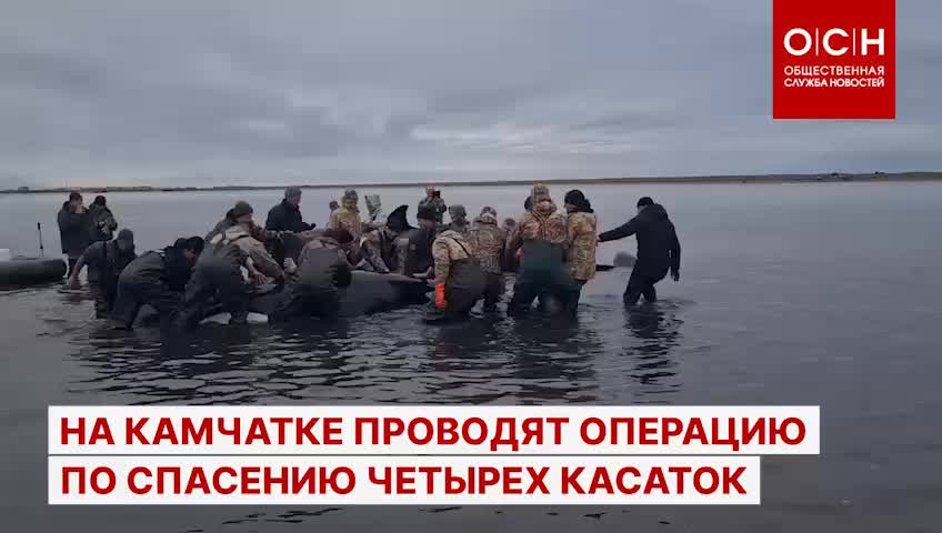 На Камчатке стартовала операция по спасению косаток