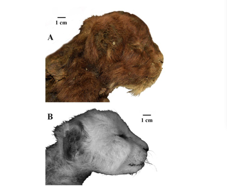 Кто это у нас тут такой красивый? Детеныш саблезубой кошки! Ученые Новосибирского госуниверситета установили возраст уникальной мумии котенка вида Homotherium latidens - ему 35,5–37 тыс. лет.   В науке это называется радиоуглеродный возраст и получают такие данные с помощью метода ускорительной масс-спектрометрии. Конкретно в этом случае исследовали шерсть животного  но можно и другие останки, например, костные фрагменты . Не буду описывать принцип сложного исследования, кому интересно, почитайте в статье, лучше расскажу о самом котике.   Мумию обнаружили в 2020 году в верхнеплейстоценовых отложениях на правом берегу реки Бадяриха в бассейне реки Индигирка в Якутии. Ученые установили, что детеныш прожил недолго — всего около трех недель. Это первая и на сегодня единственная находка этого вида животных в Сибири. До этого останки этого вида находили только в Северной Америке.  Мумифицированные останки Homotherium latidens сравнили с современным львенком Panthera leo того же возраста. Внешнее сходство есть, но и различий очень много. Саблезубый котенок имеет вытянутую мордочку, большой рот, широкие и длинные передние лапы, массивную шею, шерсть темного цвета и маленькие ушки. Открытие уникально тем, что палеонтологи реконструировали внешний облик вымершего 10 тысяч лет назад животного не по костным остаткам, а путем прямого изучения.  Мировое научное сообщество уже отреагировало на уникальную находку восторженными отзывами, а известный итальянский палеохудожник Исакко Альберди  Isacco Alberti  даже изобразил котенка.
