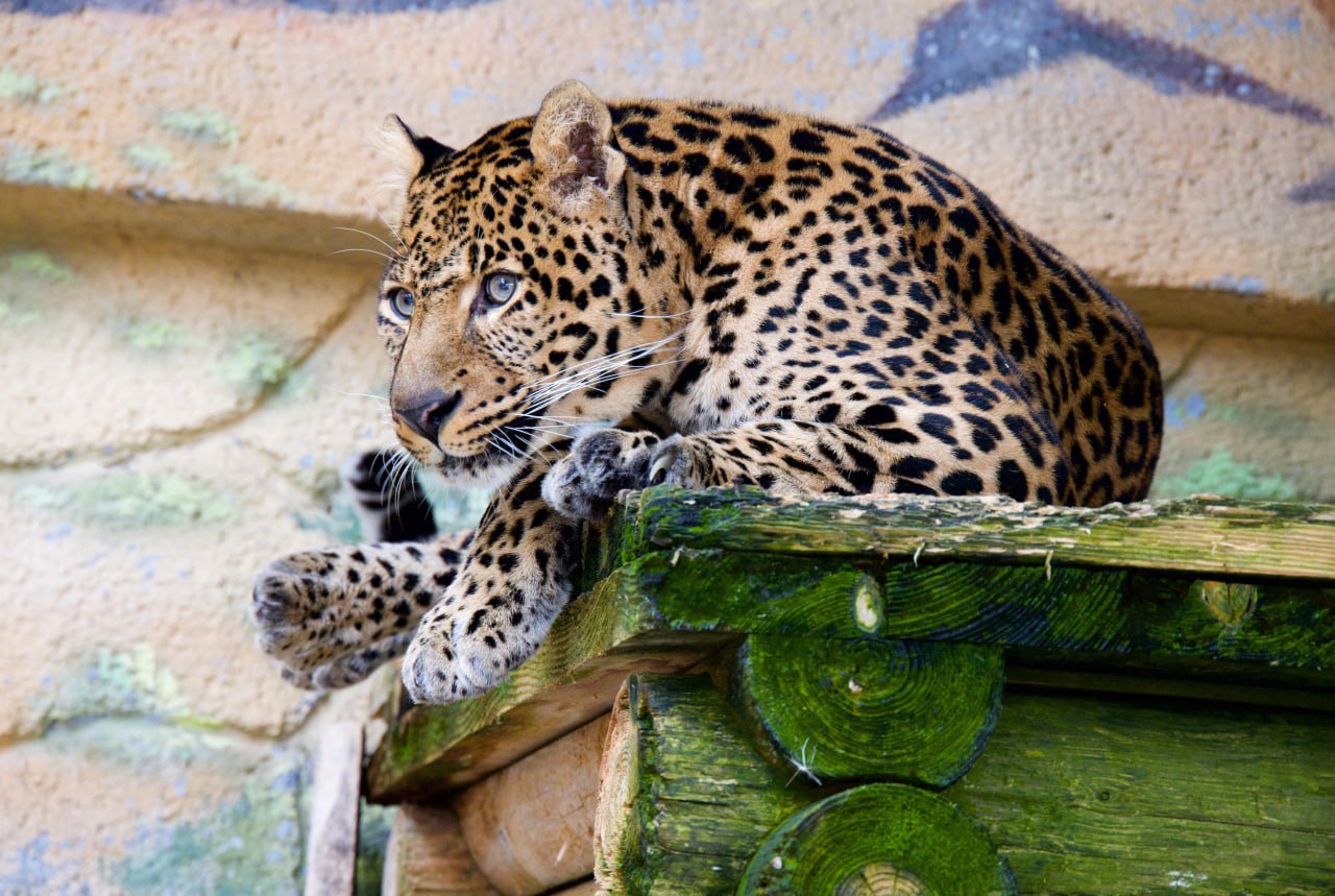 У тигра и леопарда в зоопарке Челябинска обнаружили проблемы со здоровьем Амурский тигр Матис и леопард Амир в челябинском зоопарке серьезно больны Сотрудники обратили внимание на плохое самочувствие и изменения в поведении больших кошек а тщательные медицинские обследования выявили значимые проблемы У обоих хвостатых пациентов есть причина для проблем со здоровьем Матис и Амир далеко не молоды Тигр отметил 17 й день рождения леопарду 16 Прогнозы после обследования оказались не слишком утешительными особенно для Матиса у него прогрессирующая хроническая почечная недостаточность и полип в мочевом пузыре Сейчас по результатам УЗИ уже можно сказать что у Амира серьезные проблемы с поджелудочной желчным пузырем и почками Биохимический анализ крови тоже не обнадеживающий Но в общем и целом все это есть шанс отрегулировать только медикаментами Так что ждем и надеемся что терапия подействует добавили в зоопарке Подписаться на vecherchel Поддержать Читать в Мах