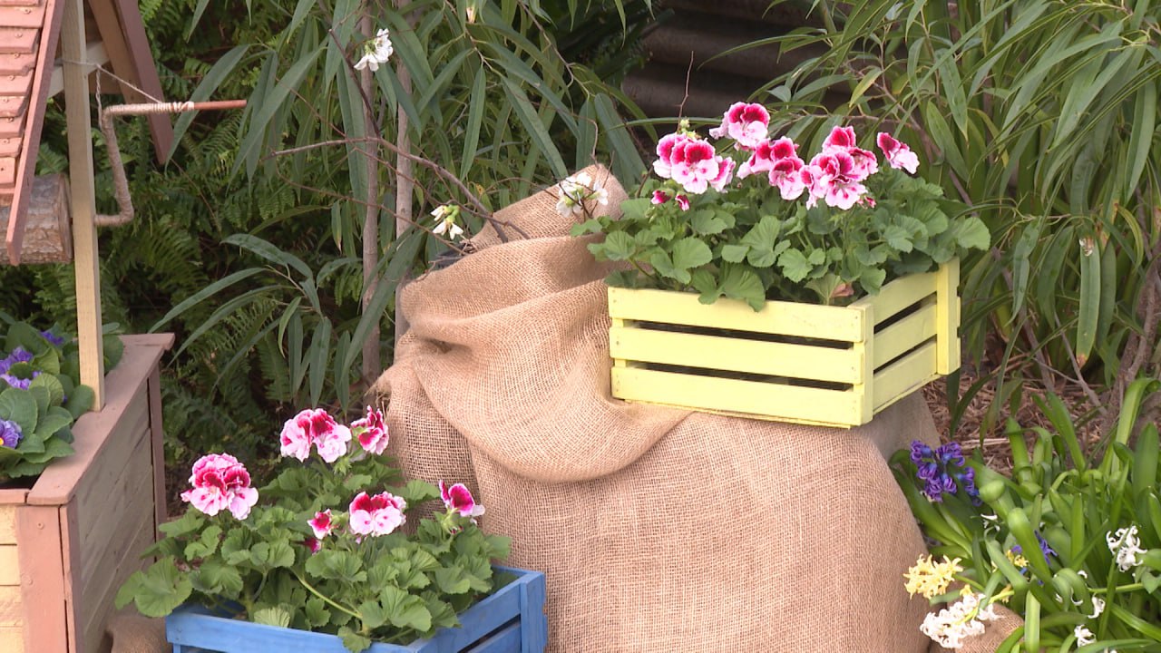 Рекордные 43 тысячи человек посетили волгоградский региональный ботанический сад в прошлом году Росту посещаемости способствовало в том числе увеличение площади экспозиционных площадок Трехлетняя модернизация тепличного комплекса рассчитана до конца 2026 года В планах создание новых экспозиционных площадок реконструкция открытого пространства с обустройством дендрария аптекарского огорода рекреационных зон дорожек скамеек детского уголка а также зеленого класса в котором будут организованы занятия со школьниками Подписаться Перейти на сайт MAX