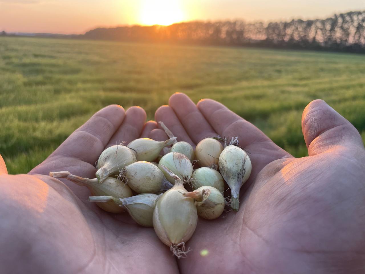 ЦифраДня С начала 2025 года Чувашия отправила на экспорт 1700 тонн лука севка Основные направления экспорта Республика Беларусь 1 3 тыс тонн Молдова Казахстан Болгария Румыния Монголия Киргизия Этот результат стал возможен благодаря региональному проекту Экспорт продукции АПК который реализуется в рамках нацпроекта Международная кооперация и экспорт Минсельхоз Чувашии в MAX МинсельхозЧувашии