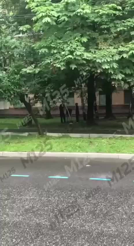 В Мариуполе продолжается обрезка аварийных деревьев для повышения безопасности