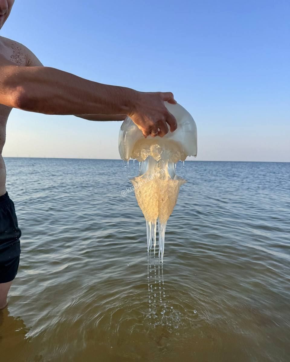 На пляжах Азовского моря — нашествие гигантских медуз. Побережье усыпано тысячами особей, которые могут жалить при первом контакте с водой.  Скопление наблюдают в Кучугуры, Пересыпь, днями ранее в Голубицкой.   По словам местных, причина — повышение солёности из-за тёплой зимы и снижения притока пресной воды от рек. Условия стали идеальными для размножения медуз.  Ваши видео высылайте нам в бот     Подпишись поделись      Прислать  видео новость