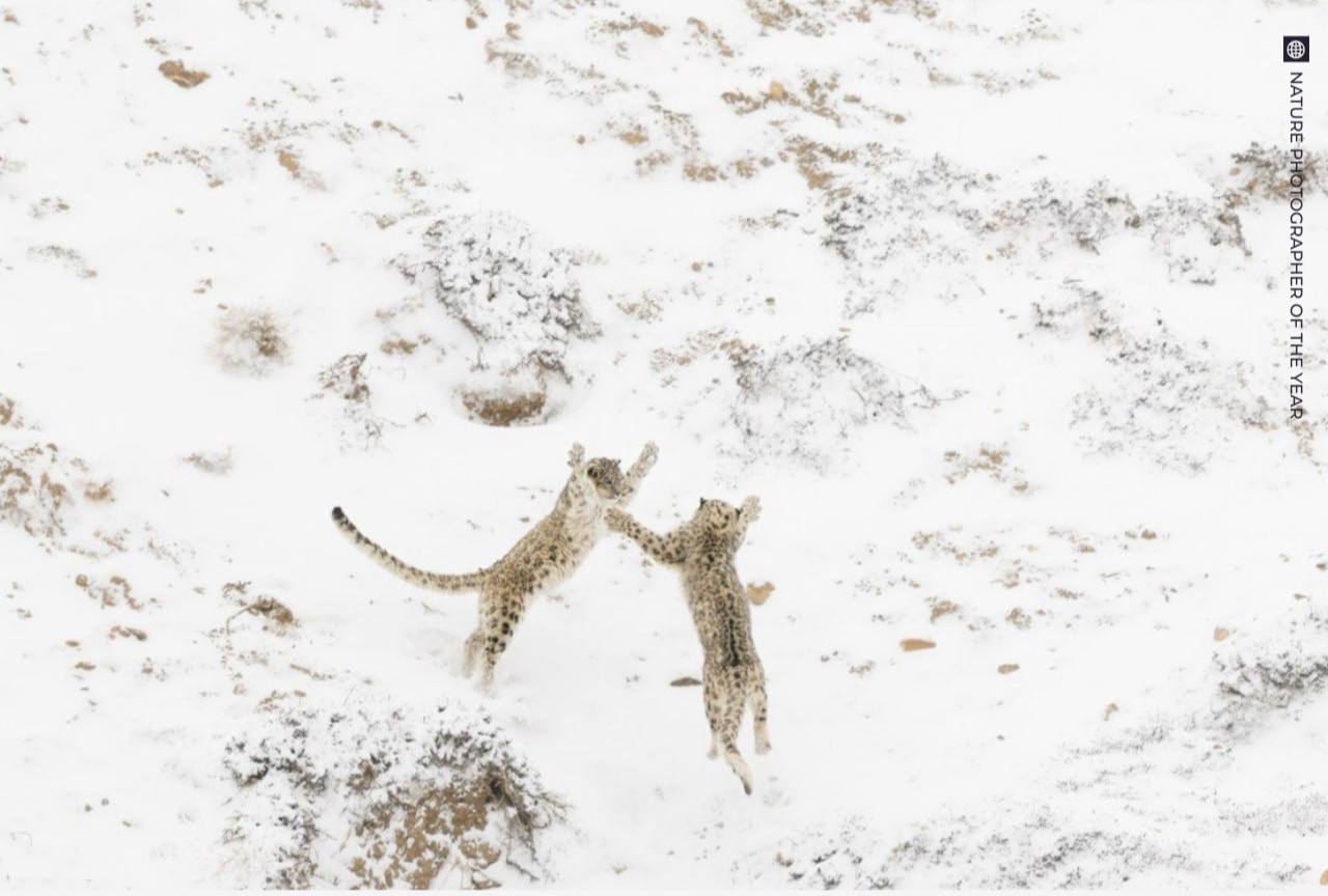 Лучшие фотографии диких животных уходящего года: объявлены победители конкурса Nature Photographer of the Year  Жюри премии отсмотрели 23 тысяч работ из 96 стран мира, чтобы выбрать самых-самых. Победителем стал снимок с милой дракой двух снежных барсов.