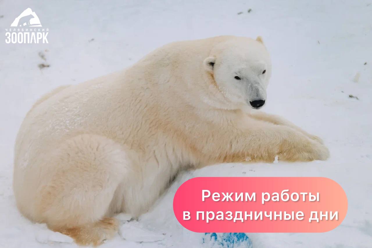 Режим работы Челябинского зоопарка в праздничные дни 31 декабря и 1 января зоопарк не работает Со 2 января работает в режиме праздничных дней с 10 00 до 19 00 касса на вход до 18 00 Детский контактный зоопарк с 11 00 до 16 00 касса на вход до 15 30 при условии что температура не ниже 10 нет осадков и сильного ветра Фото Егора Голубкина