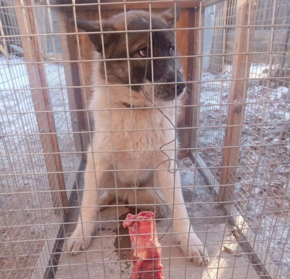 В Якутске нашли средства для содержания безнадзорных собак Департамент ветеринарии Якутии сообщил о выделении дополнительного финансирования для содержания безнадзорных животных в Якутске Благодаря перераспределению неиспользованных бюджетных средств из других муниципалитетов удалось дополнительно привлечь около 2 млн рублей Также стало известно что правительством найдено решение вопроса финансирования пункта передержки животных до конца года речь идет о сумме порядка 10 млн рублей ulusmedia Читайте нас в MAX