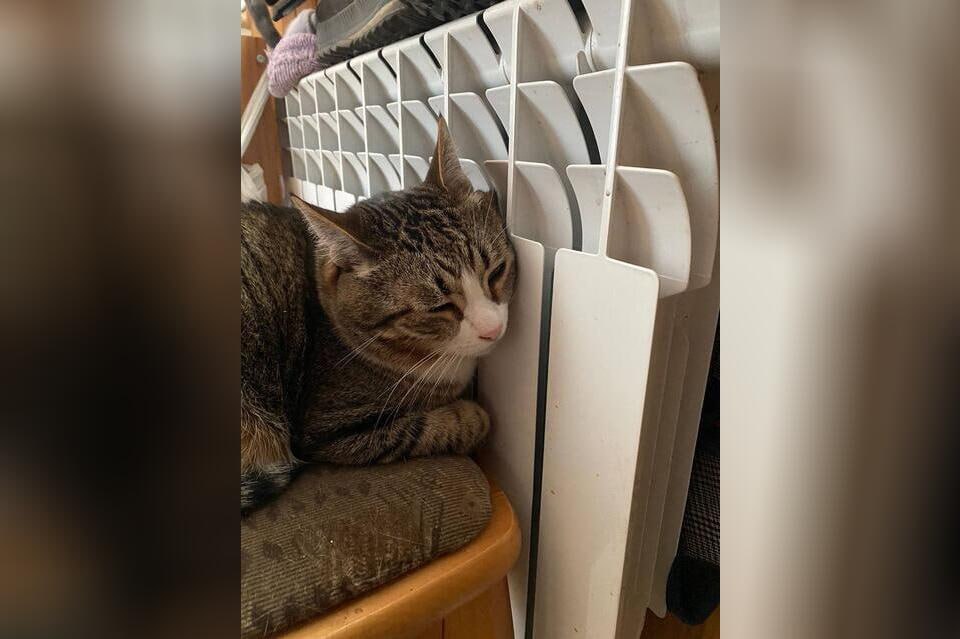 В Забайкалье отчитались о ходе отопительного сезона Министр ЖКХ края Алексей Юсупов на совещании депутатов сообщил что все муниципалитеты получили паспорта готовности к зиме хотя по ряду территорий есть замечания На особом контроле Борзя Могоча и Кокуй Инциденты на ТЭЦ 2 в начале декабря устранены станция работает в штатном режиме Запасы угля в 17 округах сформированы резервы на 30 и более дней в остальных работа продолжается Глава профильного комитета Олег Бянкин отметил снижение числа аварий и обратил внимание на погашение долгов перед ресурсоснабжающими организациями ZAB RU Проголосовать