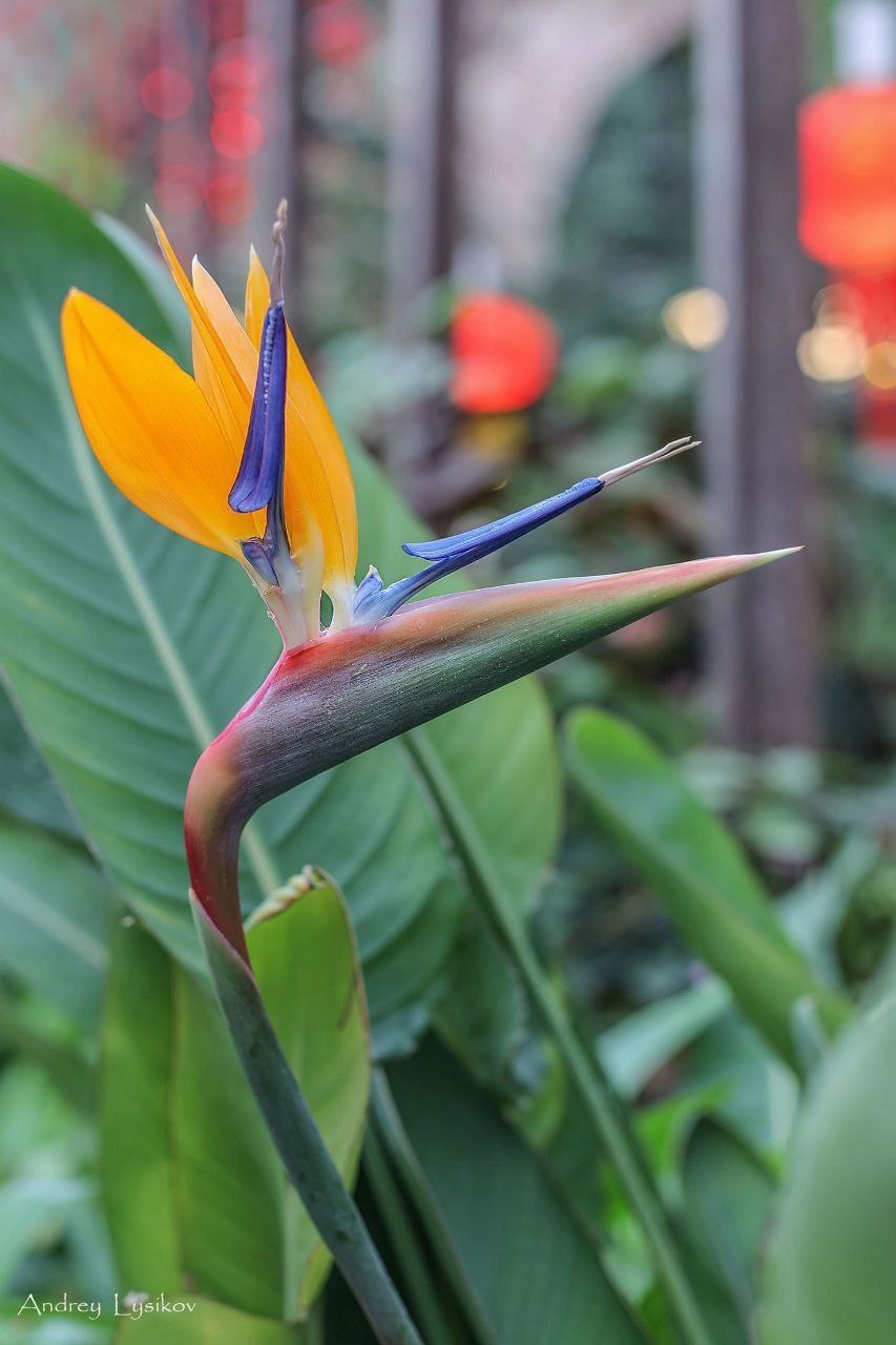 В ботаническом саду МГУ Аптекарский огород во время фестиваля Китайского Нового года зацвела королевская стрелиция сообщили в пресс службе сада Отмечается что растение с яркими оранжево синими соцветиями из за внешнего вида известное как цветок райской птицы считается одним из самых экзотических в мире В саду подчеркнули что цветение стрелиций происходит нечасто и воспринимается как особое природное событие Сейчас в Субтропической оранжерее продолжается праздничное оформление к Китайскому Новому году стрелиции начинают массовое цветение рядом также цветет экзотическая глициния moscowlenta