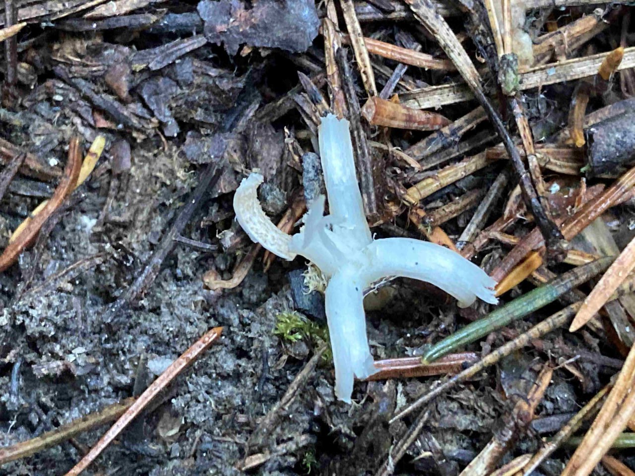 В челябинском нацпарке впервые нашли пальцы феи Сотрудники Таганая обнаружили новый для нацпарка вид грибов клаварию хрупкую или как его иногда называют пальцы феи Несмотря на свой странный вид лесной обитатель считается съедобным Однако грибники часто обходят его стороной из за небольшого размера и отсутствия вкуса Клаварию хрупкую также именуемую в народе рогатиком вермешелевидным белым кораллом и белым веретеном сотрудники особо охраняемой зоны обнаружили на лесном опаде Выглядит он и впрямь как личинка какой нибудь мухи Но кому то клавария показалась красивой потому что иногда ее называют пальцы феи отметили в нацпарке Впервые это вид грибов нашли в Дании еще в конце XVIII века Тогда ему дали название клавария червеобразная Подписаться на vecherchel   Голосовать за канал