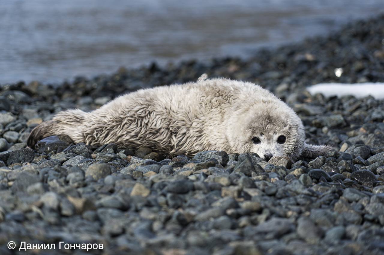 Подсчёт ларг начался в Дальневосточном морском заповеднике     Согласно предварительным данным, текущий сезон размножения уже подарил жизнь более тысячи бельков. Учёт численности ведётся визуально, с безопасного расстояния, чтобы не потревожить покой млекопитающих.   Благодаря регулярно проводимым учётам удалось установить, что за последние четверть века численность ларг в популяции залива Петра Великого увеличилась в 3-4 раза, что говорит о благоприятной среде обитания. Заповедник остаётся одним из наиболее благоприятных мест для размножения диких животных.    «Изучение пятнистых тюленей в заливе Петра Великого ведётся нами давно. Научная программа исследований включает несколько задач, неизменной из которых из года в год остаётся учёт численности тюленей с целью определения её динамики. Морских млекопитающих, ларг в том числе, принято называть сторожевыми видами – это виды-биоиндикаторы: по уровню загрязнения этих животных токсичными веществами можно судить о состоянии среды их обитания»,  – рассказал Алексей Трухин, ведущий научный сотрудник ТОИ ДВО РАН.   Сезон рождения ларг длится несколько месяцев. Завершится сезон в конце марта, тогда специалисты и планируют завершить мероприятия по подсчёту пятнистых нерп. Берега архипелага Римского-Корсакова ежегодно являются пристанищем для тысяч пятнистых нерп. Особенность этого места – нетронутое человеком заповедное море, охраняемое государственным инспекторами Дальневосточного морского заповедника  под управлением «Земли леопарда» .   Учёт ведётся силами Дальневосточного отделения Российской академии наук.    Здесь «Земля леопарда»