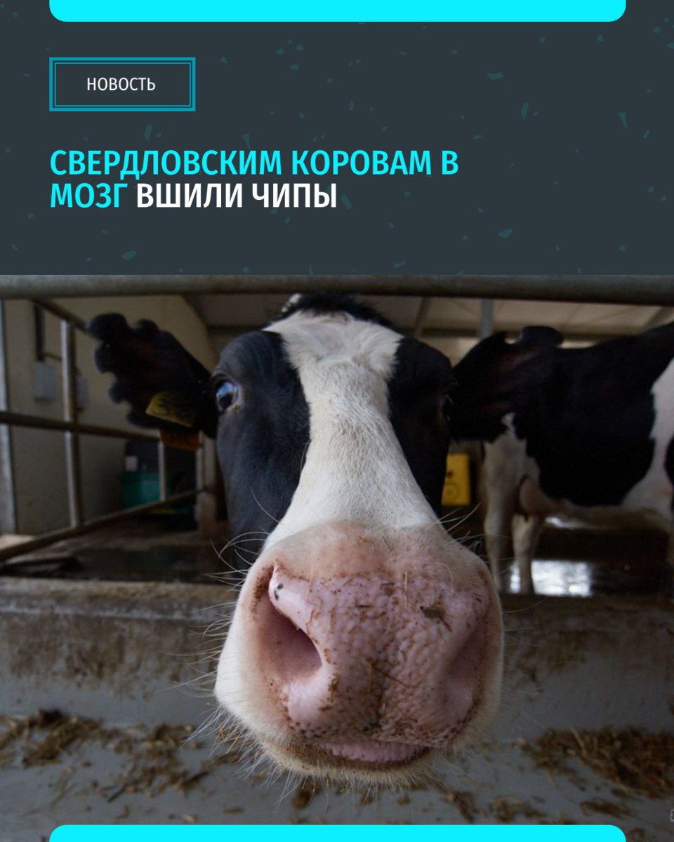 В фермерских хозяйствах Свердловской области проводят эксперимент с имплантацией животным специальных нейрочипов: с ними коровы должны давать больше молока О новой для российской науки практике стало известно из публикации «Ведомостей». Российский стартап в сфере нейротехнологий Neiry разрабатывает инвазивные нейростимуляторы, предназначенные для сельского хозяйства и «умных животных». Гендиректор компании Александр Панов поделился подробностями проекта на форуме Data Fusion 2025 «Уральский меридиан»