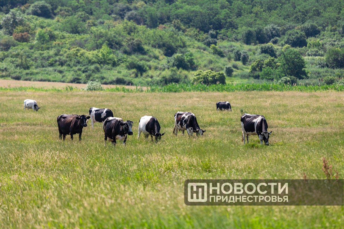 18,8 млн рублей дотаций направило государство производителям молока в прошлом году. Минсельхозприроды приводит данные по молочному производству.   Численность дойного стада в сельхозорганизациях увеличилась на 2,3%  2266 голов , в хозяйствах - на 3,5%  3180 голов .    Производство молока выросло на 3,8%.