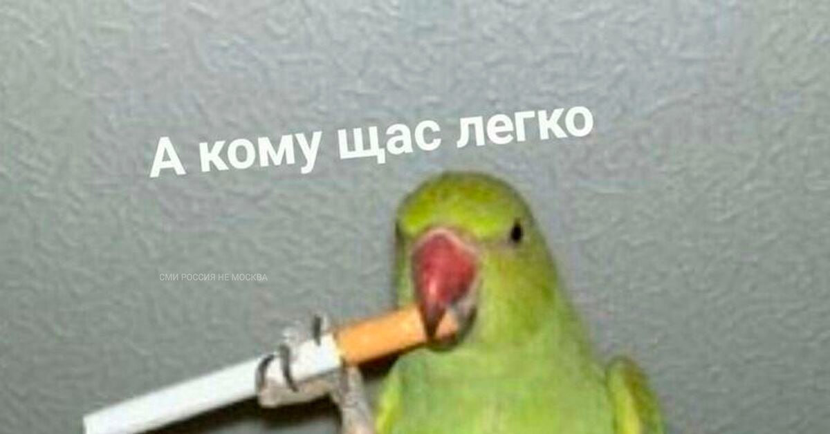 В Швеции сбежавший домашний попугай кричал пожарным Fuck you, пока они пытались снять его с дерева. В конце концов пернатого удалось приманить с помощью пачки сигарет. Тотемное животное?