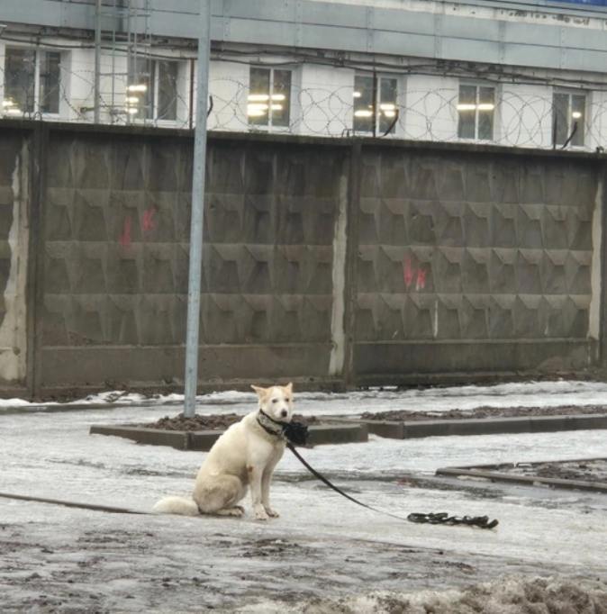 В Выборгском районе верный пёс прождал несколько часов на морозе своего хозяина, которого увезли в больницу.  Собака с ошейником никого к себе не подпускала. Даже когда её пытались накормить и приютить, пёс упорно ждал. Волонтёрам удалось забрать его, но теперь нужна помощь: ищут хозяина или нового заботливого человека, готового приютить верного друга.    Эй, Питер!