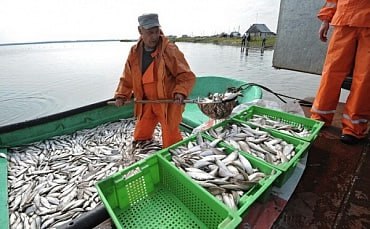 Вылов воблы в Каспийском море за последние десятилетия сократился в 60 раз: с 18 тыс. т в 1990 г. до 0,3 тыс. т в 2024 г.   Это стало причиной введения полного запрет на вылов воблы, который продлится и в 2025 г.   Запрет действует как для промышленного, так и для любительского лова во всех водоемах Астраханской области и Каспийского моря.