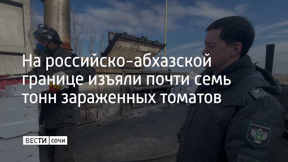 В автомобильном пункте пропуска "Адлер" остановили грузовик с томатами, который ехал из Абхазии. Об этом рассказали в Южном межрегиональном управлении Россельхознадзора.  Овощи отправили на экспертизу в фитосанитарную испытательную лабораторию. Согласно заключению экспертов, они были поражены вирусом коричневой морщинистости плодов томата.  Поскольку это карантинный объект, партию томатов изъяли и уничтожили в Адыгее.