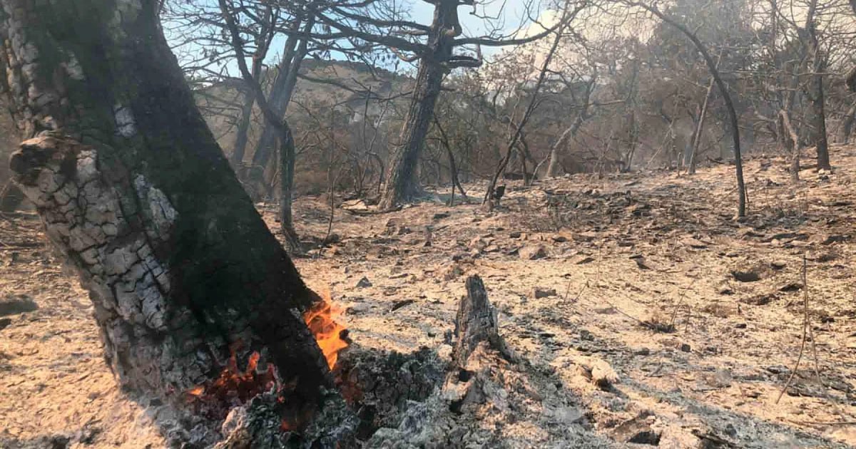 На Кубани с Кондратьева за пожар на Утрише хотят взыскать почти 1 млрд рублей  В августе 2020 года в заповеднике «Утриш» в Анапе произошёл лесной пожар, который уничтожил больше 60 гектар уникального леса. 24 августа появились первые сообщения о ЧП, 25 августа пожар тушили уже 348 сотрудников МЧС и 59 единиц техники. На восстановление леса может уйти минимум от 150-200 лет.  Ранее в ходе проверки были установлены обстоятельства бездействия ФГБУ «Государственный заповедник «Утриш» по взысканию ущерба, который был причинён преступлением по статье 293 УК РФ  «Халатность»  во время лесного пожара.  В халатности обвинялся бывший директор «Утриша» Олег Кондратьев. В 2022 году его приговорили к лишению свободы сроком на 1 год 2 месяца в колонии-поселении. Кондратьев во время пожара не принял должных мер по ограничению нахождения людей в заповеднике, не обеспечил патрулирование территории и не усилил посты в наиболее посещаемых местах.  В результате в Адлерский районный суд Сочи был направлен иск к Кондратьеву с требованием о взыскании 988 миллионов рублей в счёт возмещения ущерба, который был причинён окружающей среде.  Фото:   Daily Storm / Мария Сотскова  УТРЕННИЙ ЮГ   подпишись