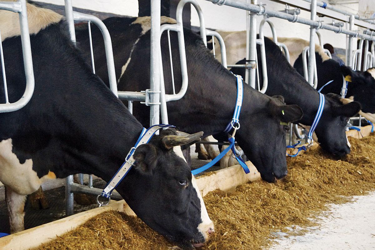 Дальний Восток лидирует в России по росту животноводства За январь ноябрь 2025 года сельхозорганизации ДФО произвели 181 тыс тонн скота и птицы на убой в живом весе это 18 к 11 месяцам 2024 года 153 4 тыс тонн Рост выше общероссийского уровня 1 2 ДФО на первом месте среди федеральных округов по темпам приводит данные ФАНУ Востокгосплан Лидеры по приросту производства скота и птицы к аналогичному периоду 2024 года Приморский край 46 Забайкальский край 14 Амурская область 10 На сельхозорганизации в ДФО приходится 74 мясного животноводства макрорегиона Свиноводство Самая динамичная отрасль ДФО свиноводство которое восстанавливается после вспышек африканской чумы свиней На сельхозорганизации приходится 93 производства За январь ноябрь 2025 года производство свиней выросло на 27 до 119 тыс тонн в Приморье рекордный рост 57 до 72 тыс тонн поголовье свиней в сельхозорганизациях Приморья 40 до 423 тыс голов на конец ноября 2025 года Птицеводство Самая распространенная мясная отрасль в ДФО Доля птицеводческих предприятий в структуре производства 96 За январь ноябрь 2025 года произведено 49 тыс тонн птицы на убой в живом весе это 8 к за аналогичному периоду 2024 года Молоко В среднем по ДФО доля сельхозпредприятий в производстве молока 24 но в ряде регионов она намного выше Камчатский край 62 Приморский край 41 Сахалинская область 67 Амурская область 53 Рост производства молока в сельхозпредприятиях за январь ноябрь 2025 года к аналогичному периоду 2024 го Амурская область 13 до 72 тыс тонн Приморский край 2 до 51 тыс тонн Хабаровский край 1 1 до 6 6 тыс тонн Эксперты Востокгосплана отмечают в регионе активно создаются современные молочно товарные фермы с новым оборудованием и передовыми технологиями Региональные власти дополнительно к мерам Минсельхоза субсидируют строительство комплексов По словам губернатора Амурской области Василия Орлова которого цитирует пресс служба Востокгосплана за последние пять лет в области построено 4 молочных комплекса еще один на 1 8 тыс коров завершат в 2026 году Цель выйти на полное самообеспечение по молоку Амурская область и Приморье станут локомотивами аграрного роста ДФО Более 520 млн рублей предусмотрено в федеральном бюджете на программу Комплексное развитие сельских территорий в Приамурье на 2026 год Главное про Дальний Восток