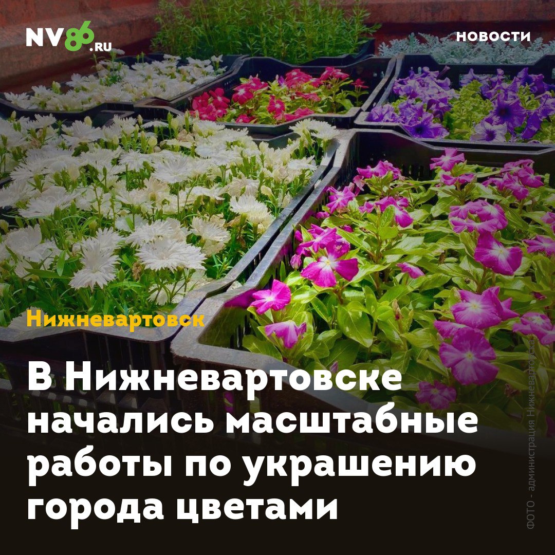 В Нижневартовске начались масштабные работы по украшению города цветами В Нижневартовске ХМАО начались масштабные работы по летнему украшению города. Цветочные композиции появятся на главных улицах, площади Нефтяников, Комсомольском бульваре, возле памятника «Покорителям Самотлора» и других популярных местах отдыха. Впервые клумбы разбиты на улично-дорожной сети в районе перекрестка улиц Мира и Героев Самотлора. Всего планируется высадить более 80 тысяч цветов, включая бархатцы, цинерарию, гвоздику, сальвию, лилейник, флоксы, вербену, декоративную капусту и различные виды петуний. «В этом году мы установили в местах отдыха горожан 120 новых вазонов. Они расположены на набережной и в парке Победы», — рассказал директор Управления по дорожному хозяйству и благоустройству Геннадий Котляров. • vk.com/nv86ru • ok.ru/nv86.ru