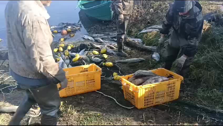 Проверка гибели рыбы в Тернейском округе Приморья