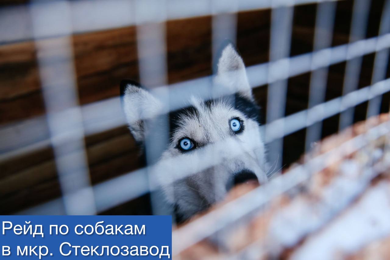 24 июля пройдет рейд по собакам в мкр.Стеклозавод С 10 утра мобильные группы из числа специалистов Администрации Советского района, Комитета городского хозяйства, Комитета муниципального контроля проверят порядок содержания собак, наличие регистрации и вакцинации. Подрядная организация будет отлавливать безнадзорных собак. Жители смогут вакцинировать и регистрировать своих питомцев. Подать заявку на проведение регистрации и вакцинации своих питомцев, на отлов, сообщить о фактах самовыгула можно по телефону: 21-35-05.