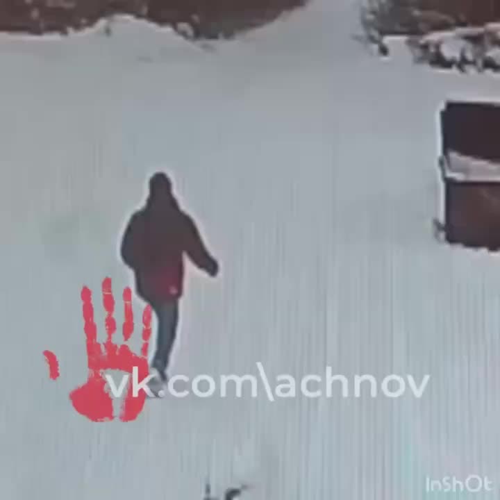 В Челябинске возбуждено уголовное дело после нападения стаи бездомных собак на мужчину и школьника