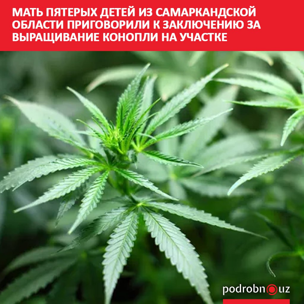 На днях суд в Ургутском районе Самаркандской области приговорил 43 летнюю женщину мать пятерых детей к трем годам и восьми месяцам лишения свободы за незаконное выращивание конопли Она уверяла что посадила и ухаживала за цветами   podrobno uz cat proisshestviya mat pyaterykh detey iz samarkandskoy oblasti prigovorili k zaklyucheniyu za vyrashchivanie konopli n Telegram Instagram Facebook Читать на узбекском