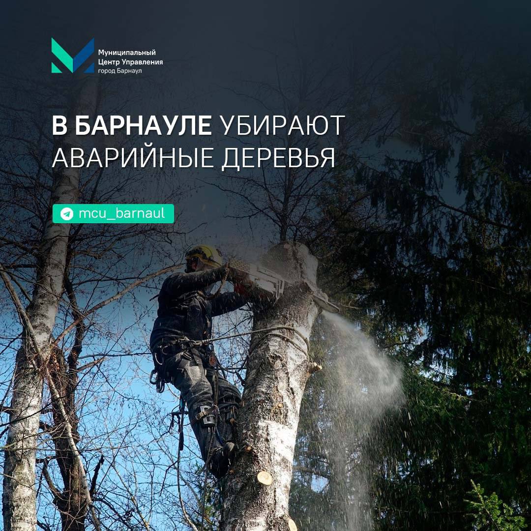 В Барнауле проводится уборка аварийных деревьев   Подрядчик по контракту с МБУ «Благоустройство и озеленение» уберет 19 аварийных деревьев в Октябрьском районе.   В этом году также запланировано высадить 2,5 тысячи деревьев в зеленой зоне между улицами Ленинградской, Энтузиастов и Антона Петрова, 700 деревьев в парке «Юбилейный» и 190 деревьев с 2,5 тысячами кустарников на улице Шумакова, 9.     -канал МЦУ города Барнаула