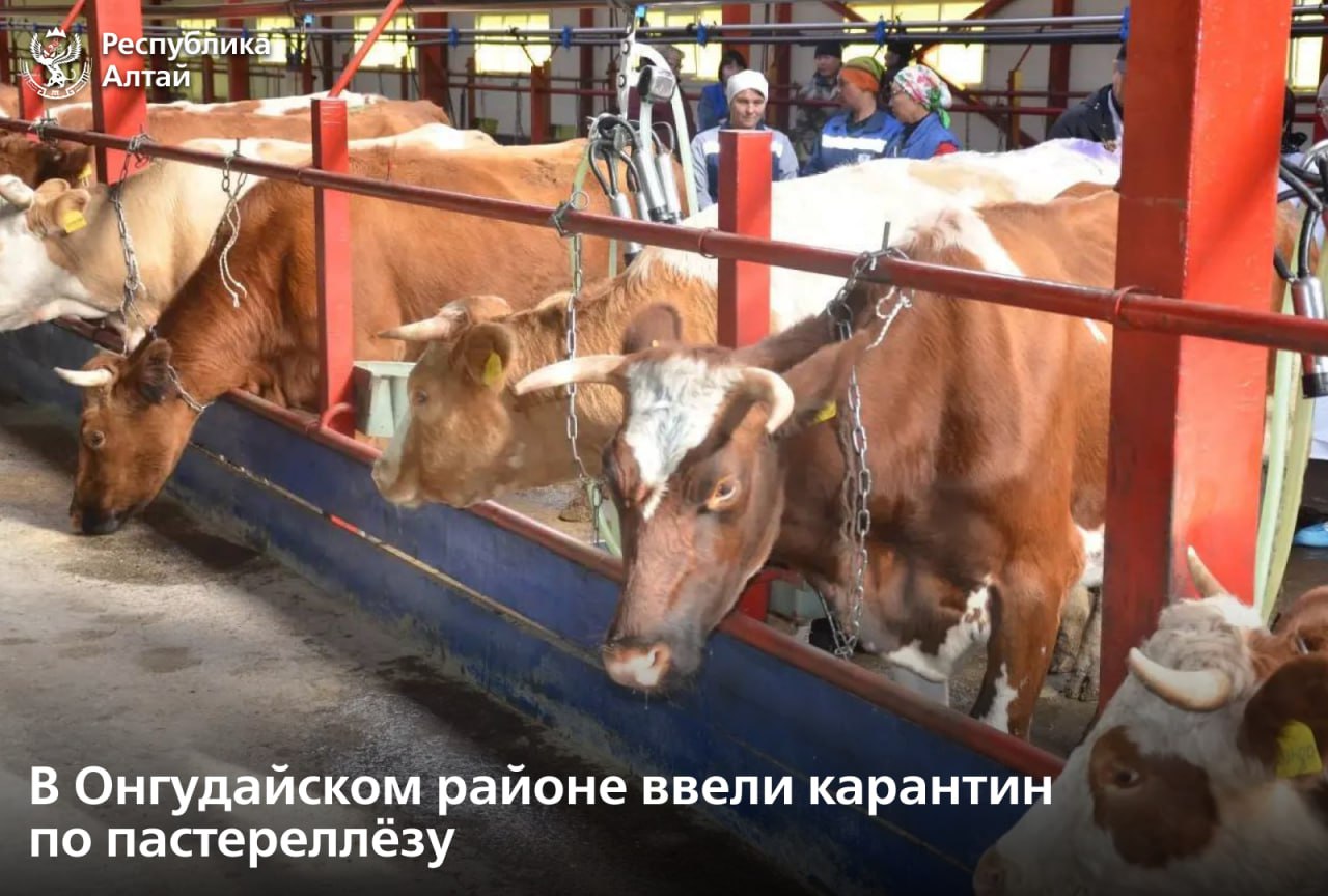 В двух хозяйствах Онгудайского района в сёлах Бичикту Боом и Каракол выявлен пастереллёз у крупного рогатого скота Решением республиканской противоэпизоотической комиссии и соответствующими приказами Минсельхоза Республики Алтай на этих территориях приняты ограничительные меры чтобы локализировать очаги заболевания Как рассказал председатель правительства РА Александр Прокопьев во всем муниципалитете объявлен карантин по пастереллёзу Это значит что ввоз и вывоз сельхозживотных а также кормов молока и молочной продукции с территории Онгудайского района временно ограничивается Также здесь введен временный запрет на охоту Ветслужбы уже начали проводить ветеринарно профилактические мероприятия В усиленном режиме проводится осмотр животных а также запланирована дополнительная вакцинация КРС и МРС Собственникам хозяйств рекомендовано перевести скот на стойловое содержание Сейчас главная задача локализовать очаг и не допустить распространения заболевания на здоровый скот а также за пределы района подчеркнул Александр Прокопьев Все профильные службы республики переведены в режим повышенной готовности Подписаться в МАХ