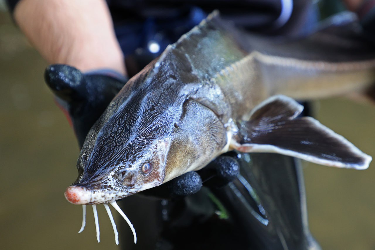 Росрыболовство с учетом мнения ученых прогнозирует возобновление промысла осетровых в Азовском море За 10 лет показатель увеличился практически с нуля до 3 тыс тонн Ученые прогнозируют продолжение этой положительной тенденции и возможное возобновление промысла сообщает Росрыболовство по итогам заседания совета по науке под председательством руководителя Росрыболовства Ильи Шестакова В 2026 году ученые Азово Черноморского филиала ВНИРО Всероссийский НИИ рыболовства и океанографии запланировали комплексные экспедиции в Азовском и Черном морях Запрет на вылов осетров в Азовском море действует с 2000 года он был введен из за существенного сокращения их запасов С конца 2024 года рассматривается возможность его снятия Фото Дмитрий Рогулин ТАСС interfaxonline
