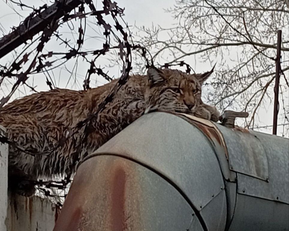 По Челябинску разгуливает сбежавшая от спасателей рысь В промзоне Челябинска обнаружили устроившуюся на теплотрассе под егозой рысь Но прибывшие на место спасатели не смогли поймать ее зверь сбежал и теперь его местонахождение неизвестно Спасатели предполагают что хищник жил у кого то дома Рысь заметили очевидцы на территории одного из заводов неподалеку от микрорайона Чурилово На место оперативно прибыли специалисты МЧС и минэкологии К этому моменту рысь лежала на ограждении с колючей проволокой опираясь на трубу тепломагистрали Несмотря на появление людей хищник был спокоен и не проявлял агрессии Охотинспектор попытался приблизиться к рыси но она ловко ускользнула за забор и скрылась Следов шерсти и крови на проволоке не обнаружено это говорит о том что зверь не ранен Есть предположение что рысь содержалась в домашних условиях так как очень спокойно реагировала на людей а неподалеку были найдены куриные кости вероятнее всего остатки еды животного отметили в минэкологии