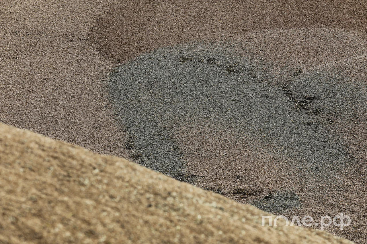 Россия экспортировала 4 5 млн тонн зерновой продукции в январе 2026 года Это на 6 больше чем годом ранее В этом году на 18 увеличились поставки на мировые рынки российской пшеницы до 2 8 млн тонн в 2 раза соевых бобов до 128 4 тыс тонн на 69 соевого жмыха до 71 4 тыс тонн и в 4 раза сорго до 2 тыс тонн уточнили в Россельхознадзоре Подробнее Подписывайтесь на нас в Telegram в MAX Оставляйте бусты