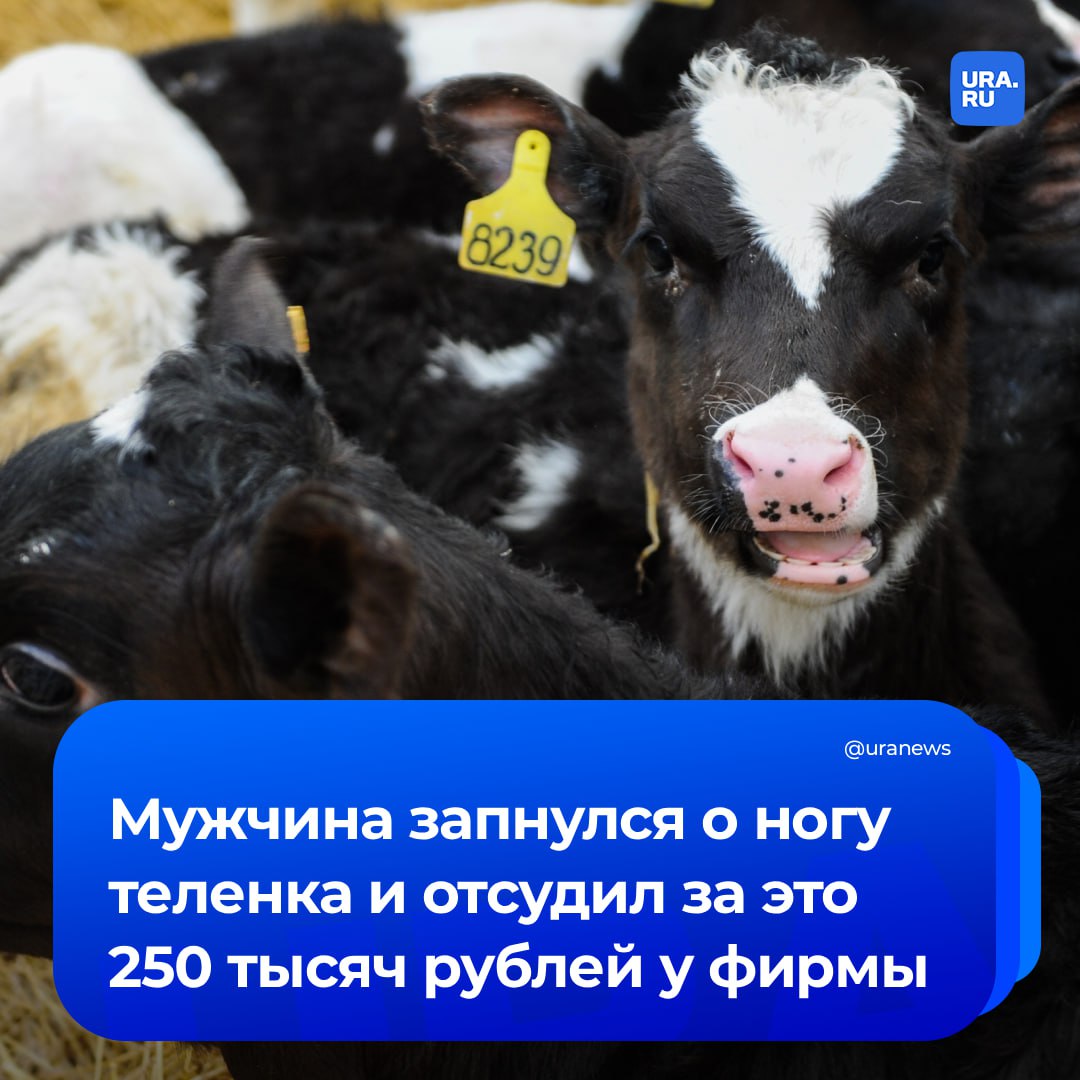 За подножку от теленка фирме пришлось заплатить 250 тысяч рублей В Тюменской области мужчина запнулся о ногу животного и упал на правое колено получив травму Пострадавший работал скотником на производстве Мужчина пошел в суд и потребовал 500 тысяч рублей за компенсацию морального вреда Судья признал ситуацию несчастным случаем на производстве но обязал выплатить компанию только половину суммы Подписаться на URA RU мы в MAX
