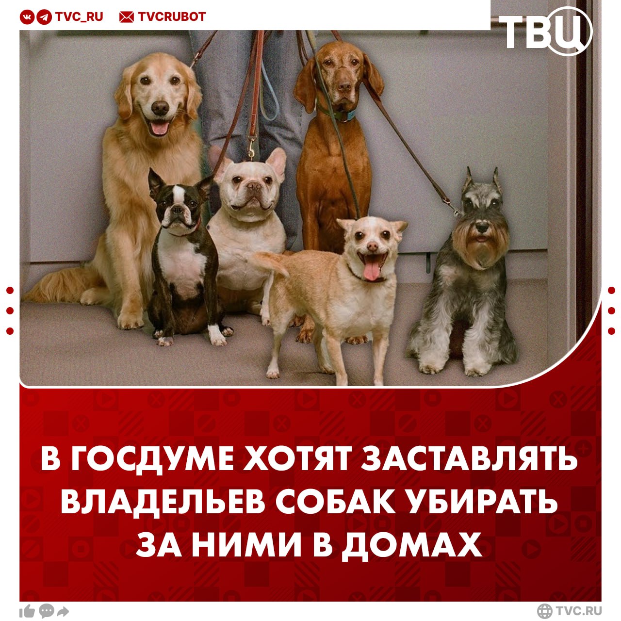 Хозяев хотят заставлять убирать за питомцами в местах общего пользования жилых домов Также предлагается запретить посещать с собакой магазины кафе и больницы исключения будут только для собак поводырей Законопроект может вступить в силу в следующем году Сейчас владелец животного обязан убирать за ним только при выгуле Подписаться на ТВЦ в MAX Нужен такой закон