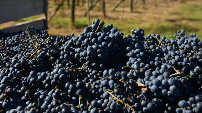 Россия в сентябре возобновила импорт винограда из Грузии Россия в сентябре впервые с декабря прошлого года возобновила импорт винограда из Грузии следует из таможенной статистики страны В сентябре на эту ягоду Россия потратила 688 тысяч долларов Поставки в денежном выражении выросли по сравнению с прошлым годом почти на 8 Всего зарубежным странам Грузия продала винограда в сентябре на 749 5 тысячи долларов Таким образом Россия является его крупнейшим импортером с долей в 92