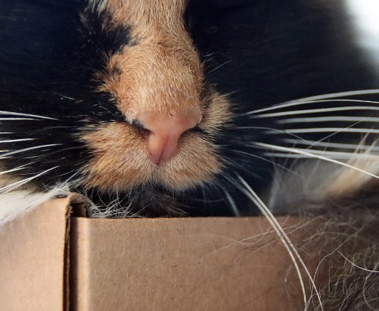 Битва за мейн куна Ангарский суд постановил вернуть кошку бывшей жене Ангарчанка через суд потребовала от бывшего мужа вернуть ей кошку породы мейн кун которую по её утверждению ей подарили 13 лет назад После развода животное осталось у супруга Истица мотивировала свои требования более подходящими условиями проживания для кошки в её квартире Ответчик настаивал что кошка привыкла к нему и месту проживания и он несёт расходы на её содержание Суд установил что кошка не является совместно нажитым имуществом и поскольку доказательств обратного предоставлено не было признал её подарком истице Иск женщины был удовлетворён суд обязал бывшего мужа передать животное бывшей жене и возместить ей судебные расходы Решение пока не вступило в законную силу