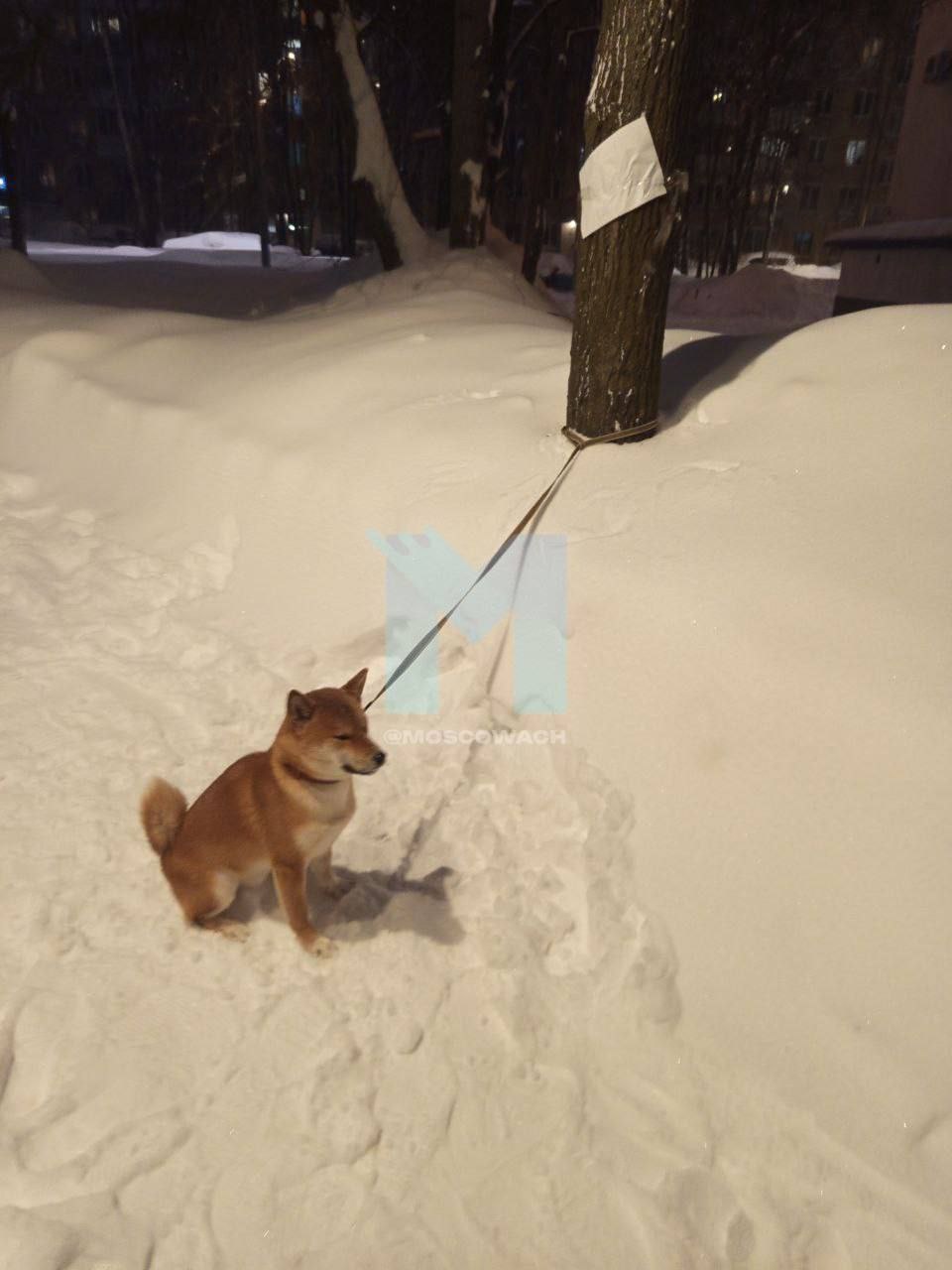 В Москве на Гарибальди подросток привязал собаку породы сиба ину к дереву и оставил записку с надписью Берите кто хотите Проходившие мимо люди обратили внимание на ситуацию и нашли владельца собаки недалеко от места происшествия Он объяснил что вовсе не собирался бросать питомца а лишь хотел проучить его за непослушание С подростком провели беседу и объяснили что за подобные действия он может понести ответственность