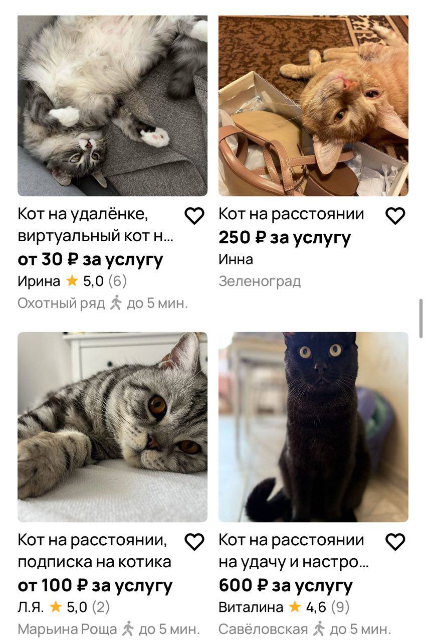 Москвичи начали размещать на сайтах объявлений необычную услугу кот на расстоянии Владельцы кошек и собак зарабатывают на фото и видео своих любимцев за 150 500 рублей клиенту присылают ролики в мессенджер Формат разный от стандартной рассылки до персонального видео с пожеланием удачи или даже удалённого мурлыканья