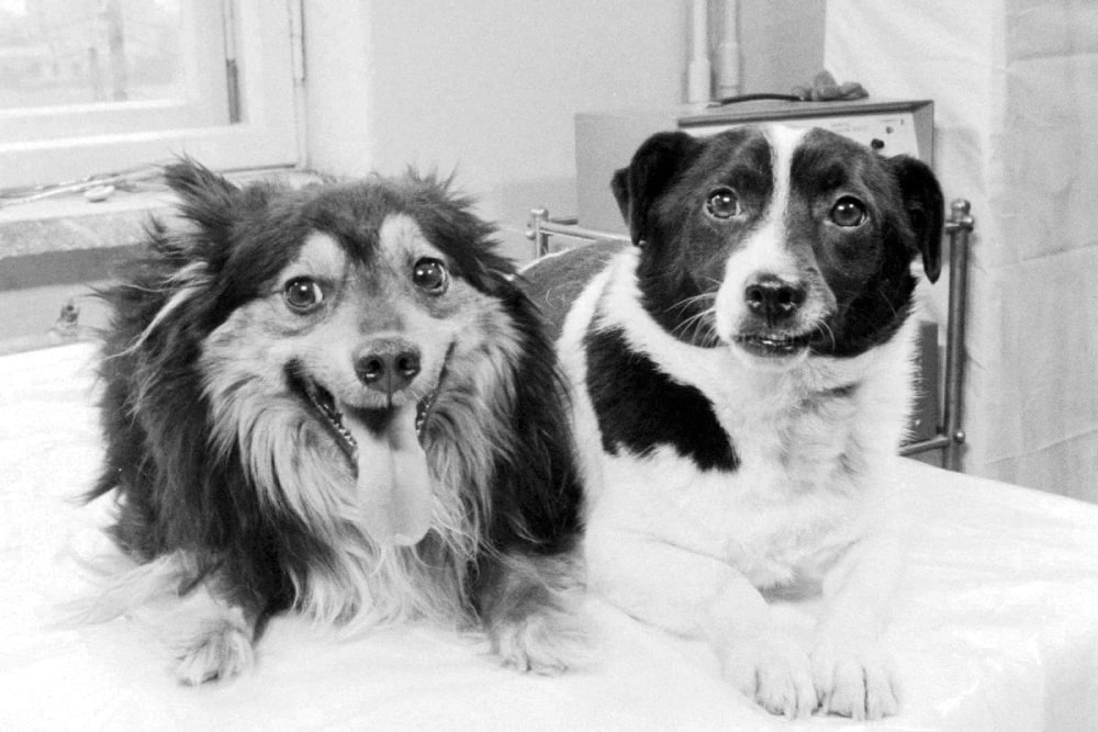 Космос 110 Рекордному полету Ветерка и Уголька 60 лет 22 февраля 1966 года с 31 й площадки космодрома Байконур в космос на биологическом спутнике Космос 110 отправились собаки Ветерок и Уголек Они установили рекорд проведя на орбите 22 дня Это достижение по продолжительности полета было побито только спустя пять лет когда советские космонавты провели на борту станции Салют 24 дня Однако среди собак длительность полета Ветерка и Уголька до настоящих дней остается рекордной   Одним из главных был вопрос как кормить лохматых космонавтов Было принято решение искусственным образом через специальную фистулу Инженеры разработали аппаратуру для подачи специальной гомогенизированной пищи А чтобы получать важную медицинскую информацию о здоровье врачи вывели левую сонную артерию в кожный лоскут для измерения артериального давления вживили электроды О том как проходила космическая миссия Ветерка и Уголька и что она дала ученым читайте на сайте РГ   rg ru 2026 02 22 60 let nazad sostoialsia rekordnyj polet v kosmos sobak veterka i ugolka html tgm Подписаться на Российскую газету в Читать нас в MAX