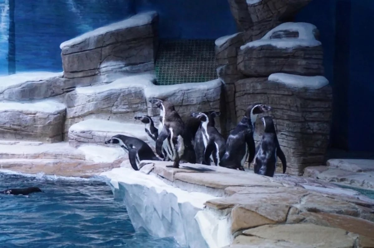 В октябре 2025 года 10 пингвинов Гумбольдта из Приморского океанариума были доставлены в московский зоопарк Птицы успешно адаптировались к новым условиям и перешли на стандартный рацион Всего в 2025 году было проведено пять открытых аукционов по продаже пингвинов по итогам которых 29 птиц переехали в разные зоопарки и океанариумы России включая Москву и Казань Статус пингвинов Гумбольдта уязвимый они занесены в Красную книгу Международного союза охраны природы По словам директора Приморского океанариума Ольги Шевченко для пингвинов созданы условия максимально приближенные к природным Это позволило значительно увеличить их популяцию в океанариуме с 14 до 60 птиц в 2025 году moscowlenta