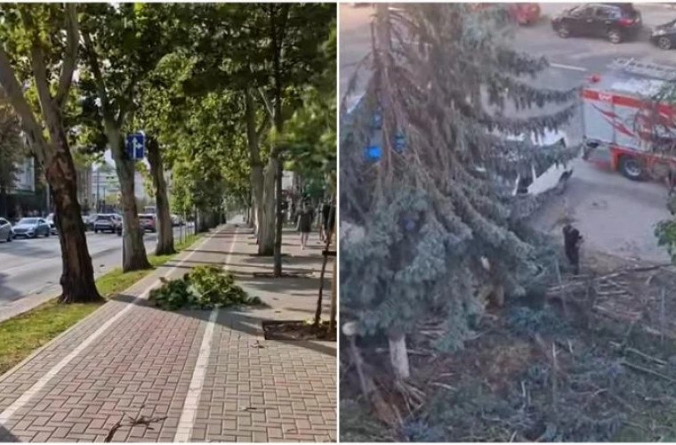 На Ботанике рухнул тополь, сильный ветер также нанес ущерб другим районам столицы