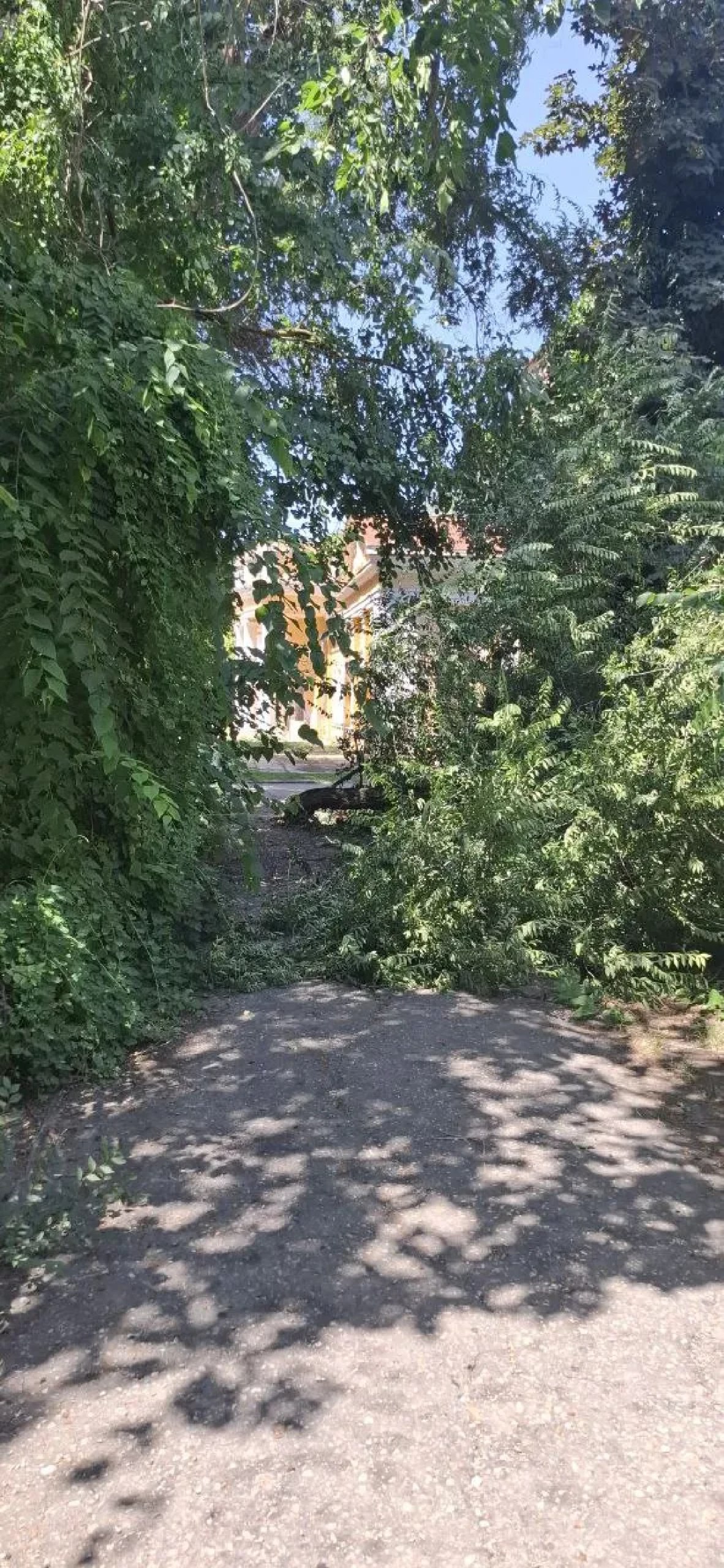 На Войкова ветка дерева упала на тротуар  В Керчи 28 июля на улице Войкова, 4 упала огромная ветка. Она сломала забор около дома. Об этом сообщили в группе «Оперативная Керчь«,- передает КерчьФМ.   Ветка перегородила еще и тротуар. К счастью, никто не пострадал.       Фото: Оперативная Керчь... подробнее