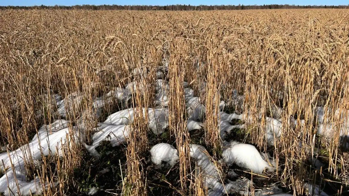 Аграрии Томской области попросили власти ввести режим чрезвычайной ситуации   В АПК региона сложилась непростая ситуация из за неблагоприятных погодных условий некоторые хозяйства не успели вовремя убрать урожай с полей и теперь могут не справиться с выполнением обязательств по субсидиям Одним из вариантов помощи фермерам является введение в регионе режима ЧС Подробнее читайте