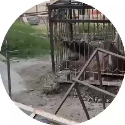Обеспокоенность по поводу условий содержания медведя в зоопарке Бухары